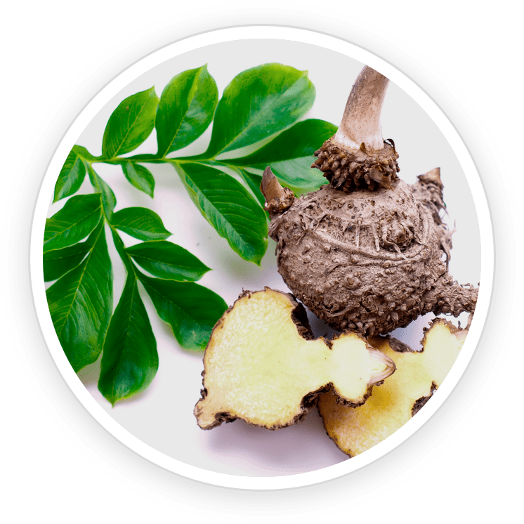 Konjac Glucomannan- GutOptim Ingredient